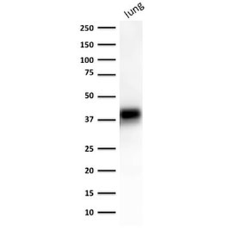 EpCAM Antibody / Extracellular domain