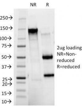 CD11b Antibody / MAC-1 / ITGAM