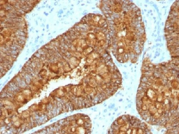 MAML3 Antibody