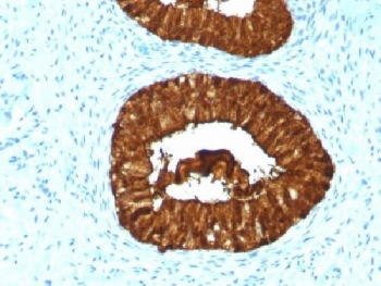 MAML3 Antibody