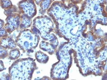 MAML3 Antibody