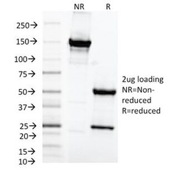 MAML2 Antibody