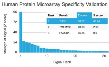 Thrombomodulin Antibody / CD141