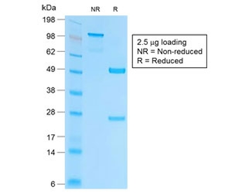 EpCAM Antibody / Extracellular domain