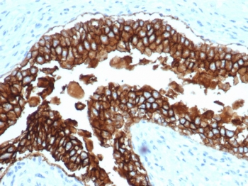EpCAM Antibody / Extracellular domain