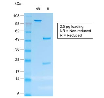 CD30 Antibody