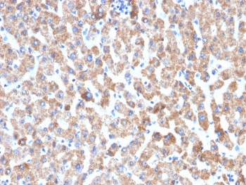 HSP60 Antibody