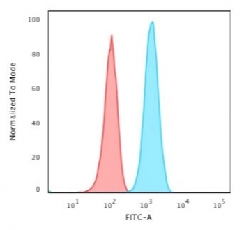 GFAP Antibody / Glial Fibrillary Acidic Protein