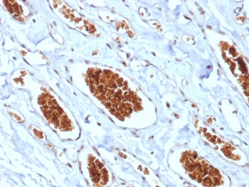 Recombinant GYPA Antibody / Glycophorin A