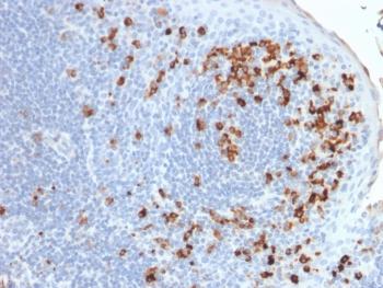 Recombinant Kappa Antibody