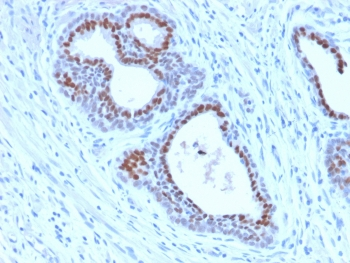 Recombinant FOXA1 Antibody / Rabbit Monoclonal