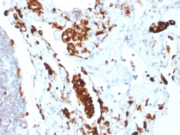 Recombinant Napsin A Antibody / Rabbit Monoclonal