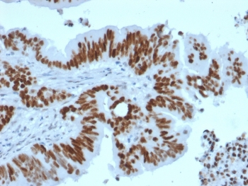 Recombinant p53 Antibody / Rabbit Monoclonal