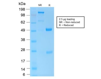 Recombinant CD45 Antibody / Rabbit Monoclonal