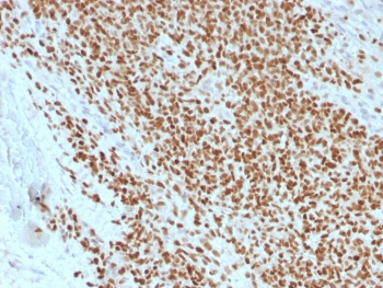 Recombinant NKX2.2 Antibody