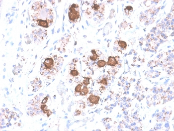 Recombinant ACTH Antibody / CLIP