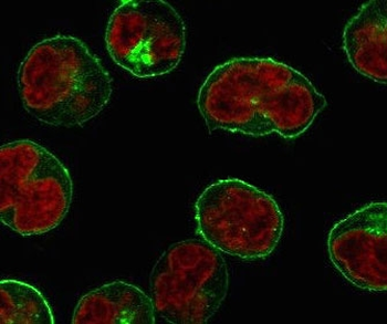 Recombinant CD86 Antibody / Rabbit Monoclonal