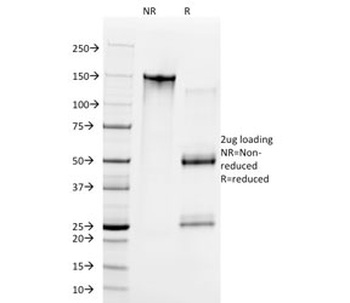 Cyclin E1 Antibody