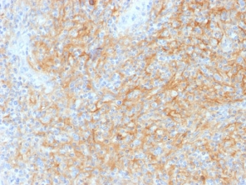 CD40 Antibody