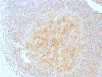 CD40 Antibody