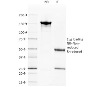 CD40 Antibody