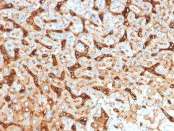 Albumin Antibody / Serum Albumin