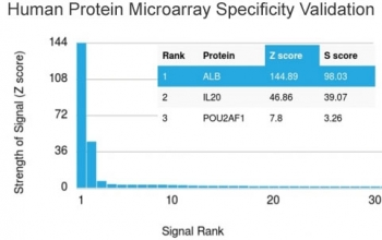 Albumin Antibody / Serum Albumin