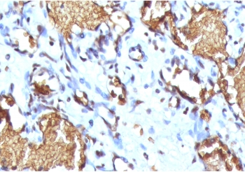 Recombinant Glycophorin A Antibody / GYPA / Rabbit Monoclonal