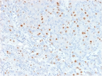Annexin A1 Antibody