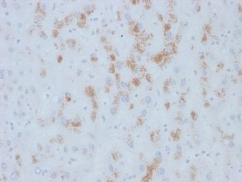 CYP2E1 Antibody / Cytochrome P450