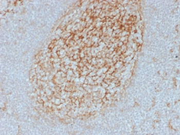 CD14 Antibody