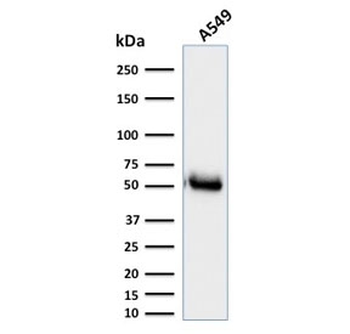 CD14 Antibody