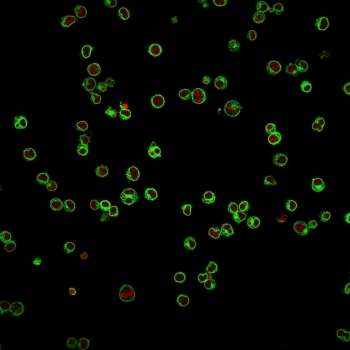 CD3e Antibody
