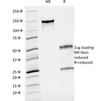 CD3e Antibody