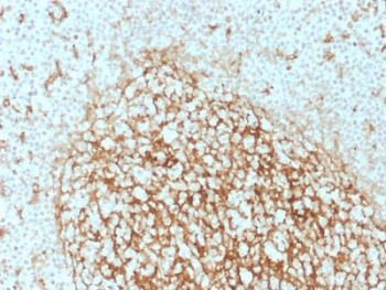 CD14 Antibody