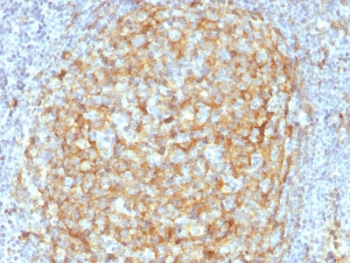 CD14 Antibody