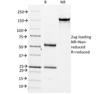 CD14 Antibody