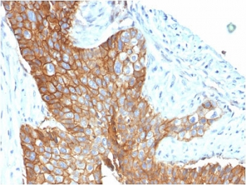 CD9 Antibody