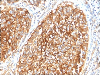 CD9 Antibody