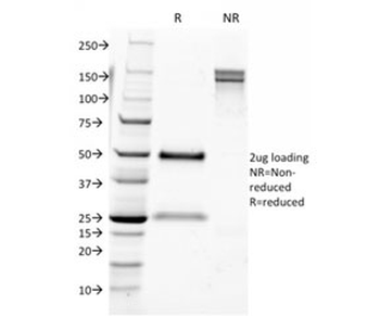 CD9 Antibody