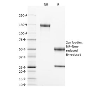 CD40 Antibody