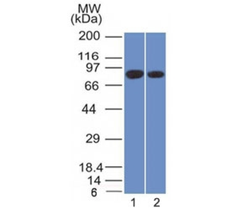 Calnexin Antibody