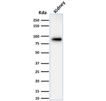 Calnexin Antibody