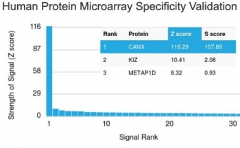Calnexin Antibody
