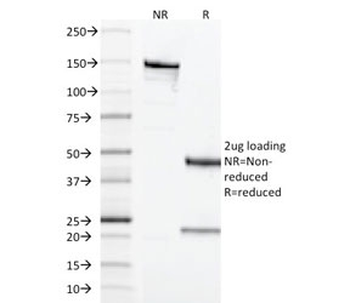 CD68 Antibody