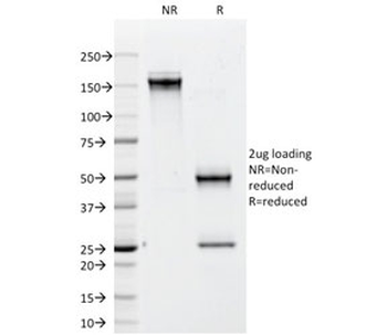 CD79b Antibody