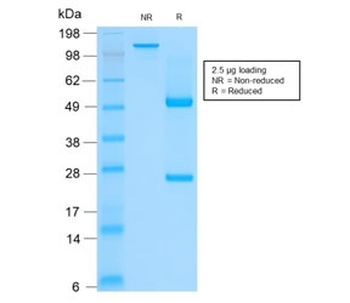 Basic Cytokeratin Antibody