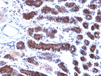 Mesothelin Antibody / MSLN