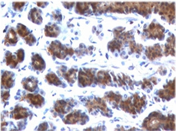 MSLN Antibody / Mesothelin