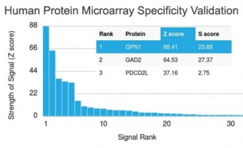 XAB1 Antibody